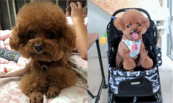 泰迪傲娇,泰迪吃饭的正确方法