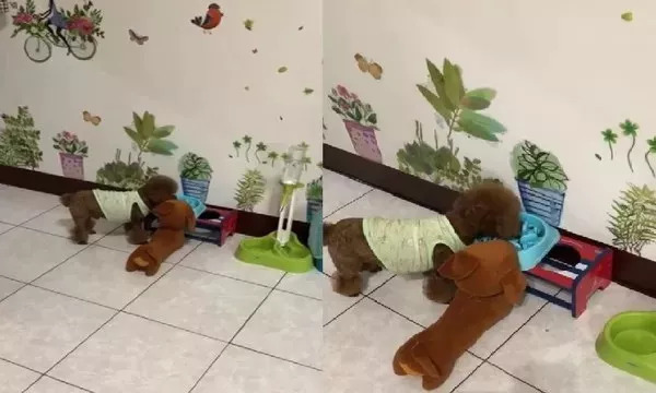 泰迪傲娇,泰迪吃饭的正确方法