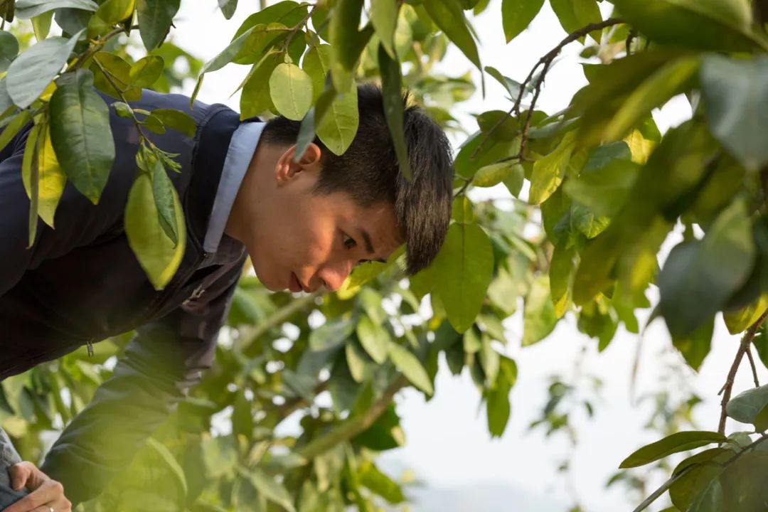 抖音直播、无人机施肥、局长站台，看90后新农人怎样玩转家乡蜜柚