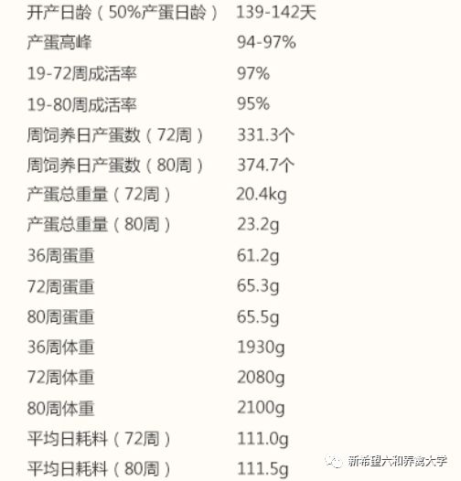 适合家养的蛋鸡品种,香鸡4号高产蛋鸡品种怎么样