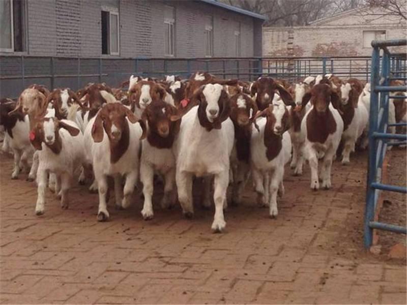 养羊过程中遇到羊的各种疾病,养羊羊拉肚子怎么办