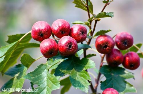 本草山楂,每日一本草茴香