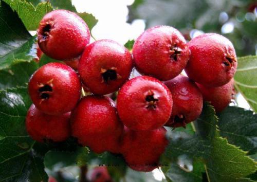 本草山楂,每日一本草茴香