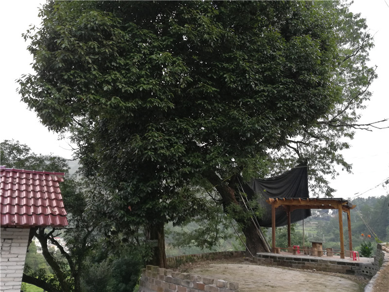 在那遥远的小山村：稻田、竹林、柿树、葫芦架，你想住在这里吗？