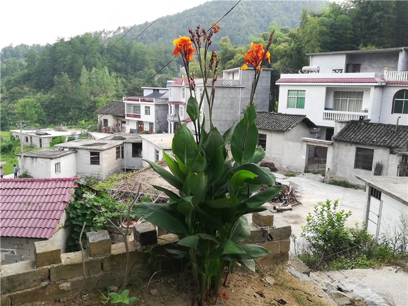 在那遥远的小山村：稻田、竹林、柿树、葫芦架，你想住在这里吗？