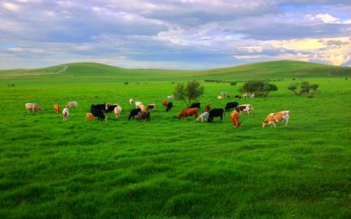 内蒙古地理标志羊肉,呼和浩特市锡林郭勒羊肉地址