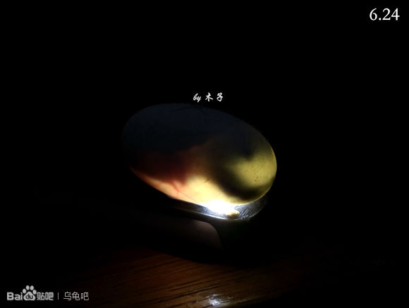 自己养的草龟怎么孵化草龟蛋,自家养的草龟如何产蛋