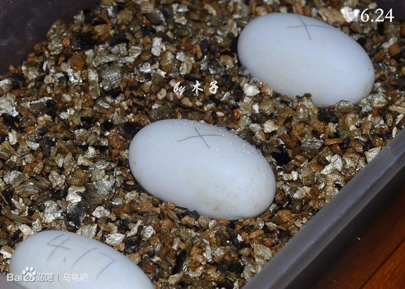 自己养的草龟怎么孵化草龟蛋,自家养的草龟如何产蛋