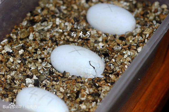 自己养的草龟怎么孵化草龟蛋,自家养的草龟如何产蛋