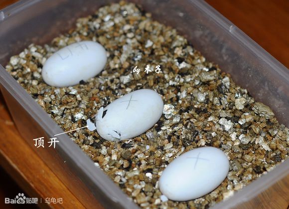自己养的草龟怎么孵化草龟蛋,自家养的草龟如何产蛋