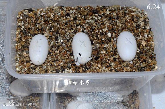 自己养的草龟怎么孵化草龟蛋,自家养的草龟如何产蛋