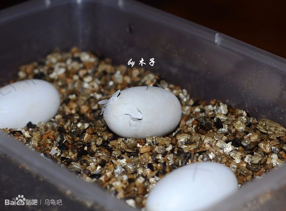 自己养的草龟怎么孵化草龟蛋,自家养的草龟如何产蛋