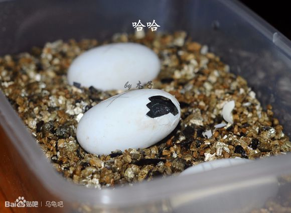 自己养的草龟怎么孵化草龟蛋,自家养的草龟如何产蛋