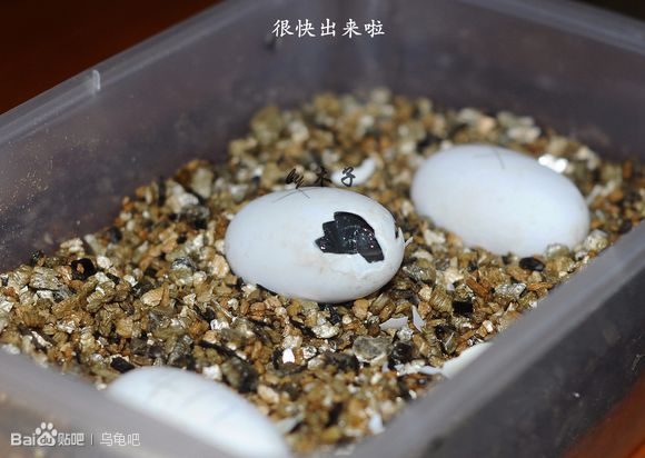 自己养的草龟怎么孵化草龟蛋,自家养的草龟如何产蛋