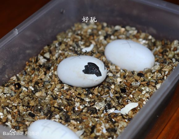 自己养的草龟怎么孵化草龟蛋,自家养的草龟如何产蛋