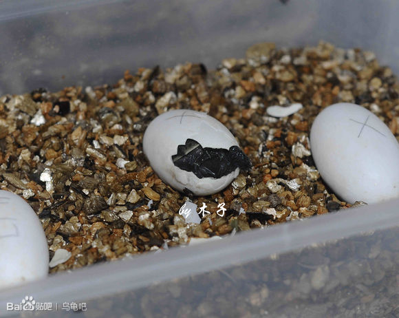 自己养的草龟怎么孵化草龟蛋,自家养的草龟如何产蛋