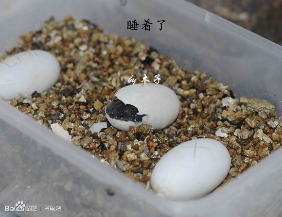 自己养的草龟怎么孵化草龟蛋,自家养的草龟如何产蛋