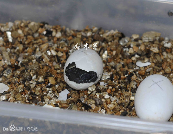 自己养的草龟怎么孵化草龟蛋,自家养的草龟如何产蛋