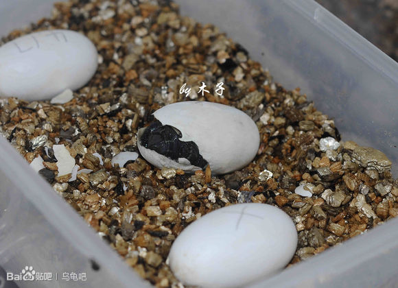 自己养的草龟怎么孵化草龟蛋,自家养的草龟如何产蛋