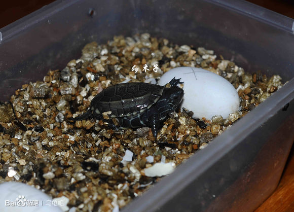 自己养的草龟怎么孵化草龟蛋,自家养的草龟如何产蛋