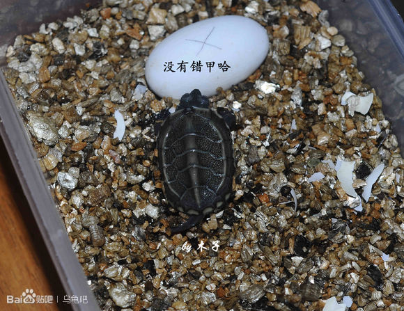 自己养的草龟怎么孵化草龟蛋,自家养的草龟如何产蛋