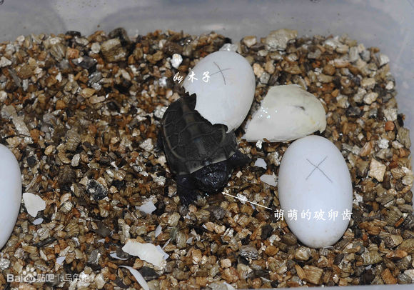 自己养的草龟怎么孵化草龟蛋,自家养的草龟如何产蛋