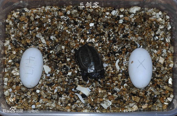 自己养的草龟怎么孵化草龟蛋,自家养的草龟如何产蛋
