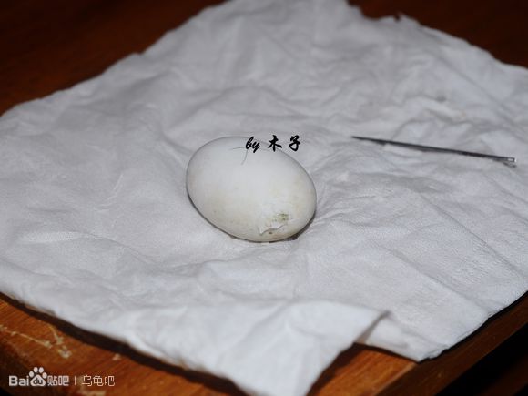 自己养的草龟怎么孵化草龟蛋,自家养的草龟如何产蛋