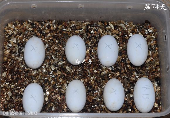 自己养的草龟怎么孵化草龟蛋,自家养的草龟如何产蛋