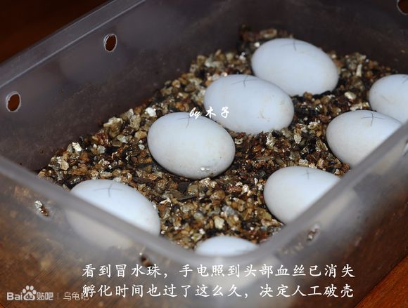 自己养的草龟怎么孵化草龟蛋,自家养的草龟如何产蛋