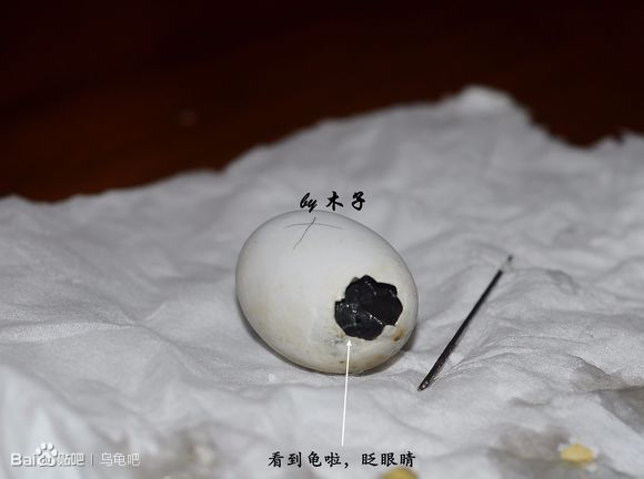 自己养的草龟怎么孵化草龟蛋,自家养的草龟如何产蛋