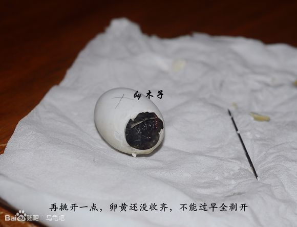 自己养的草龟怎么孵化草龟蛋,自家养的草龟如何产蛋