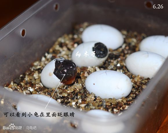 自己养的草龟怎么孵化草龟蛋,自家养的草龟如何产蛋
