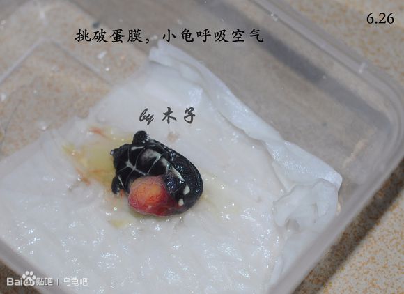 自己养的草龟怎么孵化草龟蛋,自家养的草龟如何产蛋