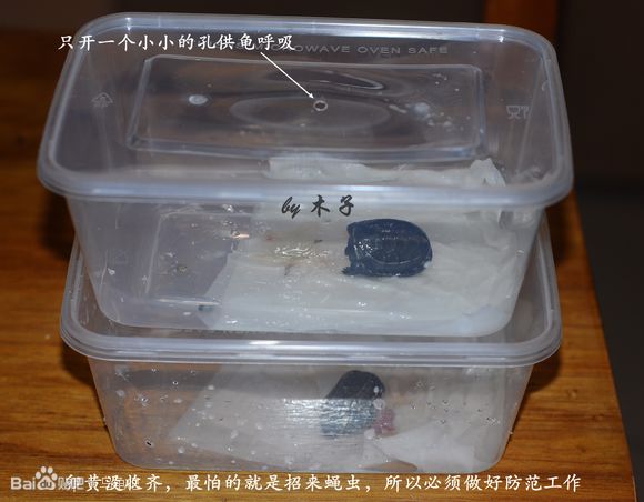 自己养的草龟怎么孵化草龟蛋,自家养的草龟如何产蛋