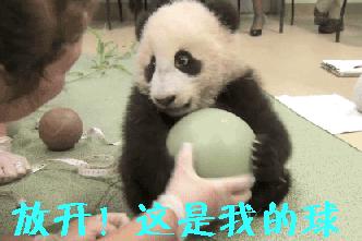 熊猫如果没有黑眼圈是什么样子,如果熊猫没有了黑眼圈会长什么样