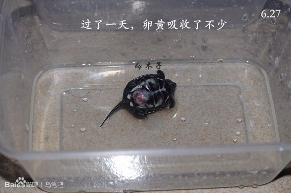 自己养的草龟怎么孵化草龟蛋,自家养的草龟如何产蛋