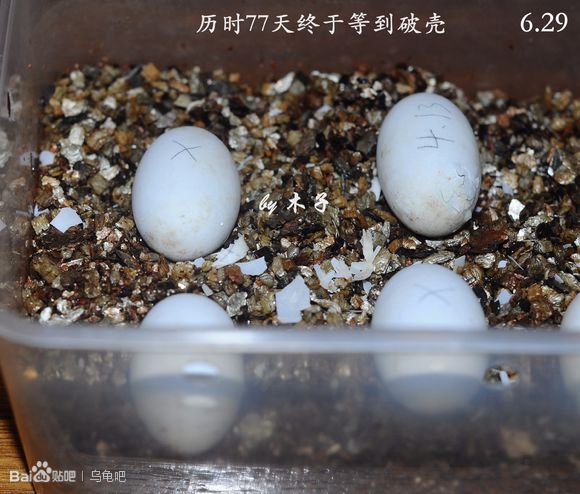 自己养的草龟怎么孵化草龟蛋,自家养的草龟如何产蛋