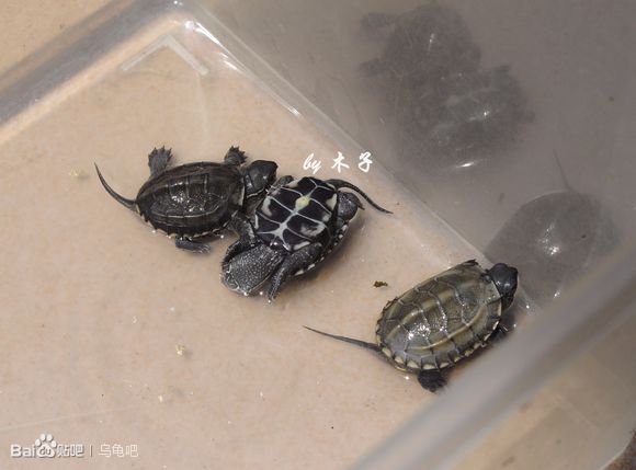 自己养的草龟怎么孵化草龟蛋,自家养的草龟如何产蛋