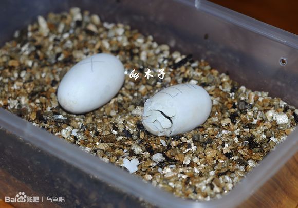自己养的草龟怎么孵化草龟蛋,自家养的草龟如何产蛋