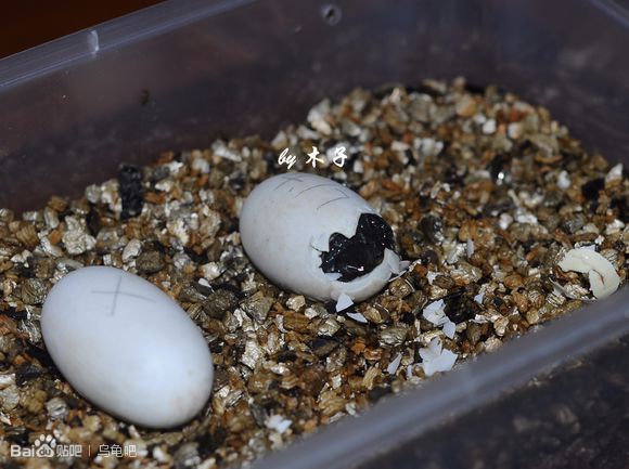 自己养的草龟怎么孵化草龟蛋,自家养的草龟如何产蛋
