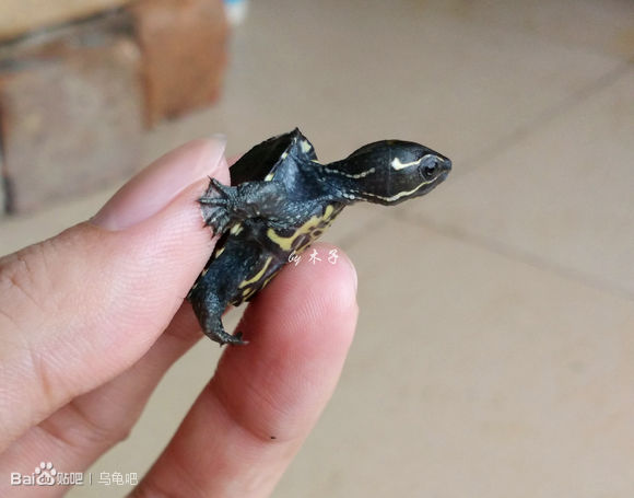 自己养的草龟怎么孵化草龟蛋,自家养的草龟如何产蛋