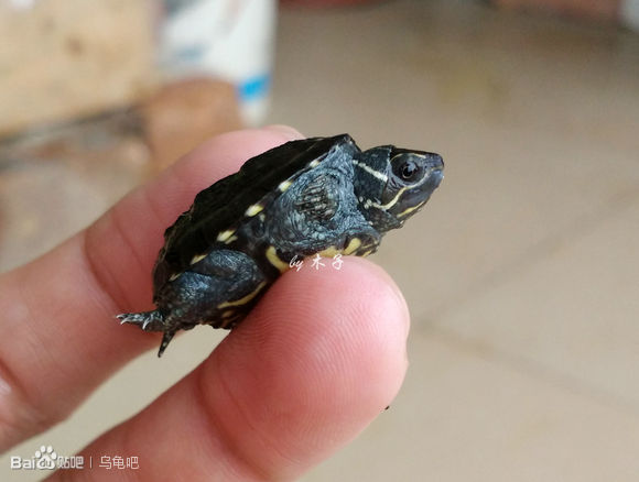 自己养的草龟怎么孵化草龟蛋,自家养的草龟如何产蛋