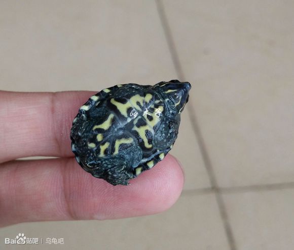 自己养的草龟怎么孵化草龟蛋,自家养的草龟如何产蛋