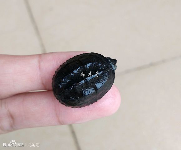 自己养的草龟怎么孵化草龟蛋,自家养的草龟如何产蛋