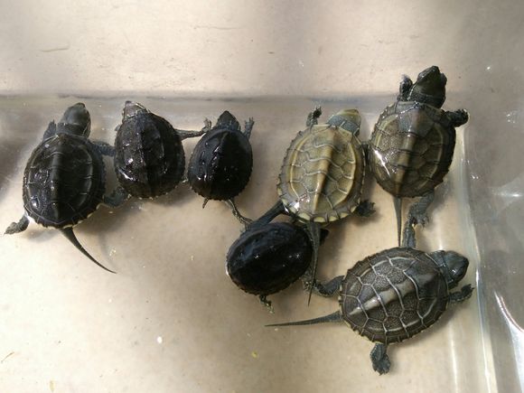 自己养的草龟怎么孵化草龟蛋,自家养的草龟如何产蛋