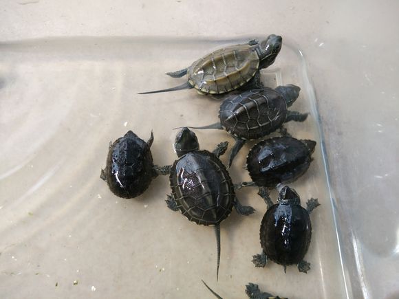 自己养的草龟怎么孵化草龟蛋,自家养的草龟如何产蛋