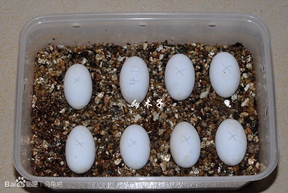 自己养的草龟怎么孵化草龟蛋,自家养的草龟如何产蛋