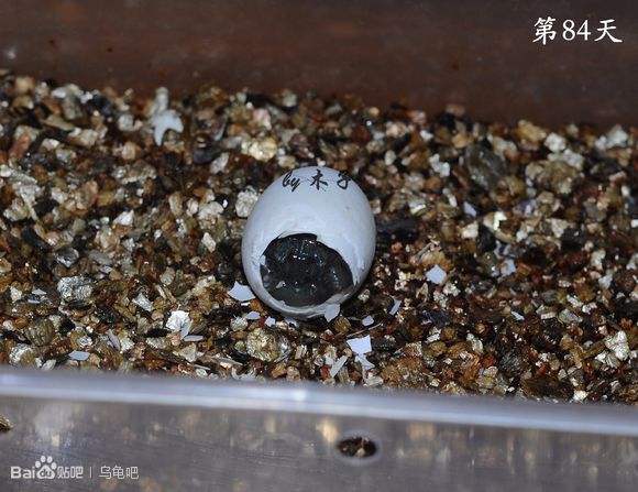 自己养的草龟怎么孵化草龟蛋,自家养的草龟如何产蛋