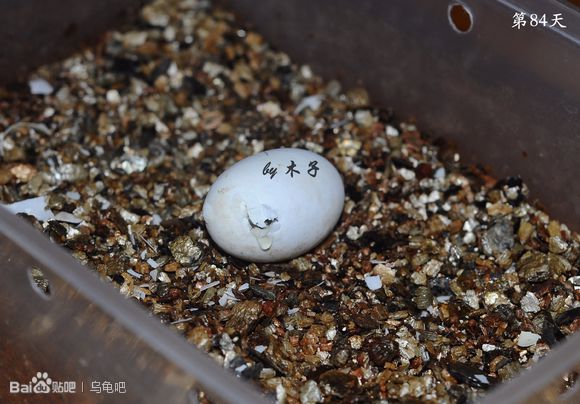 自己养的草龟怎么孵化草龟蛋,自家养的草龟如何产蛋